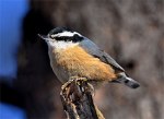 33 red_breasted_nuthatch_glamour1